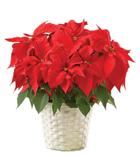 Vibrant Red Poinsettia Flowering Plant Floral Arrangement