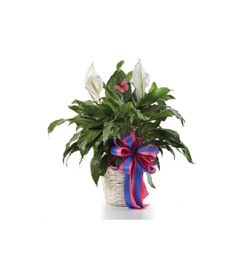 Sympathy Classic Peace Lily Plant In Basket