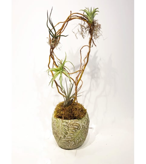 Artful Air plants