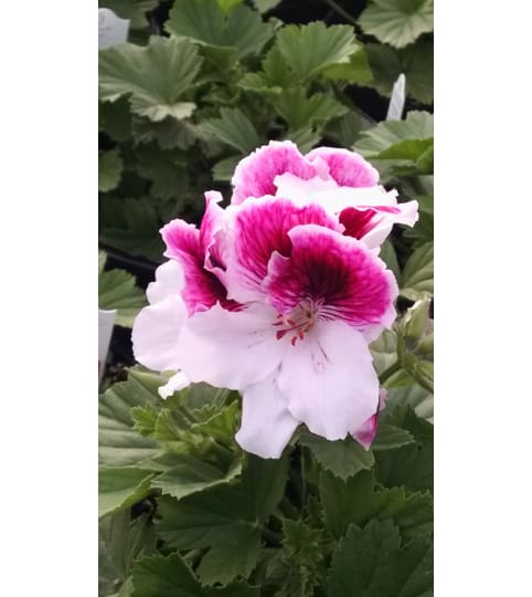 Martha Washington Geraniums