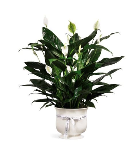 Comfort Planter by Belmar. An arrangement by Belmar Flower Shop Inc..