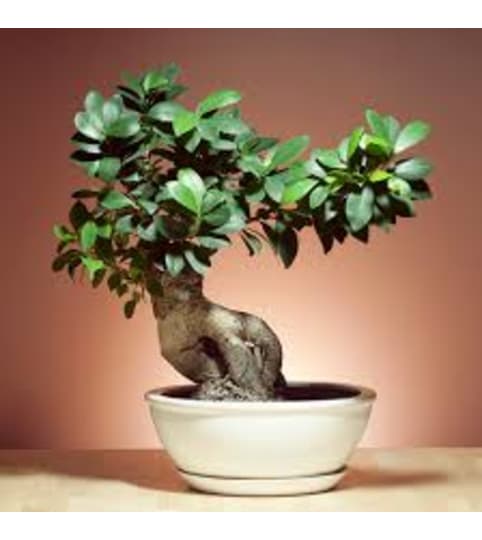 bonsai 8" plant