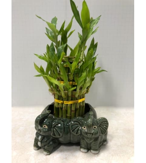 Lucky Bamboo Standing Elephant Planter