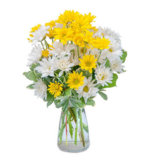 ASSORTED LONG LASTING DAISIES ARRANGED IN A VASE