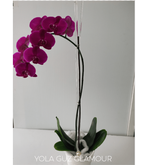 Purple Channel Orchid