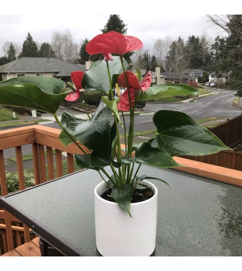 Anthurium in pottery