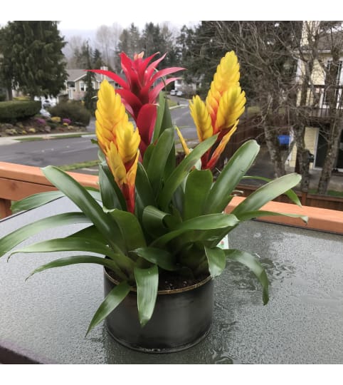 Bromeliad Trio. An arrangement by Renton Flower Shop.