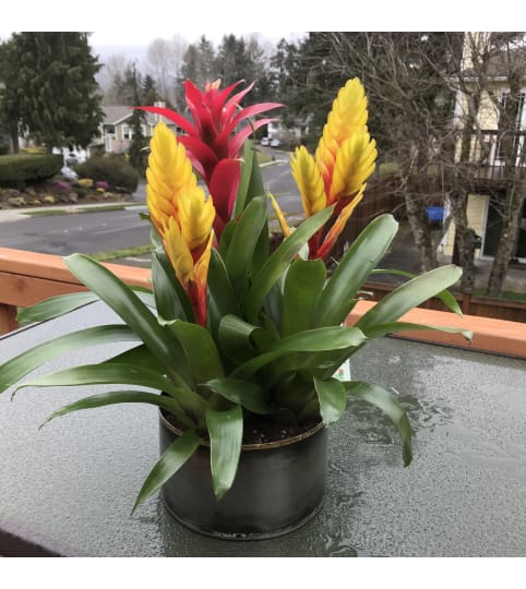 Bromeliad Trio