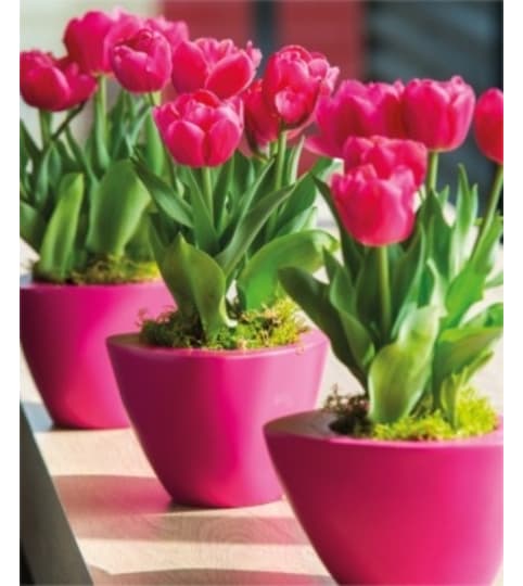 thoughtfulTULIPS IN POTS