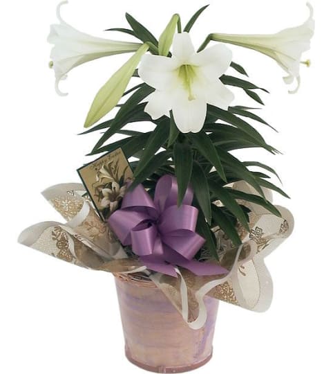 EASTER LILLY IN POT