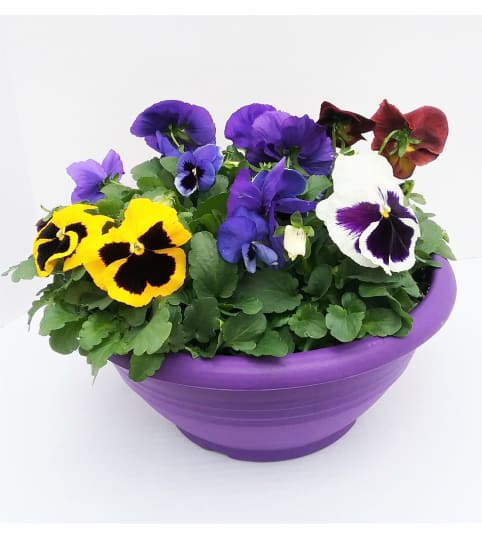 Pansy Planters