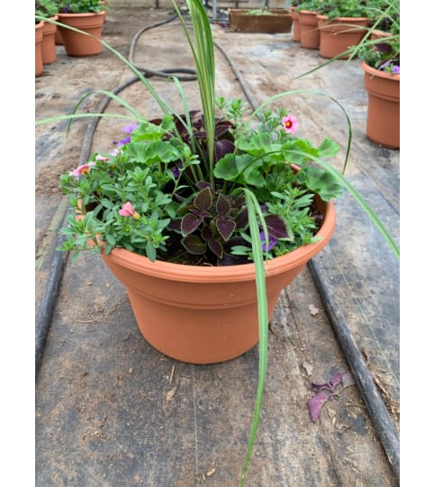 Outdoor Sunny Patio Pot