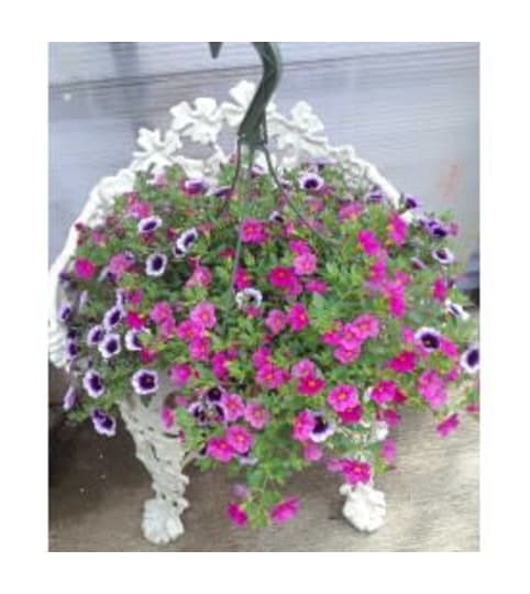 Flowering potted Hanging Basket