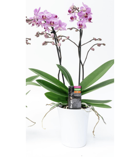 Maxima Flora Orchid Plant