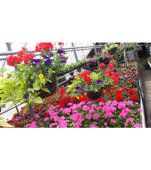 Outdoor Sunny Hanging Baskets