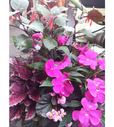 Outdoor Shady Hanging Basket