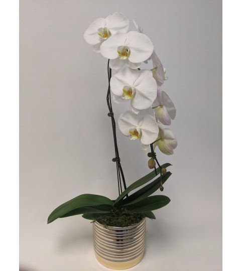 White Imperial Orchid