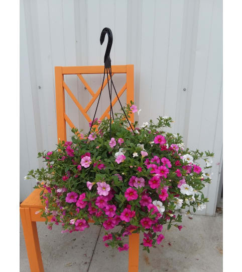 Greenhouse Hanging Basket -Small