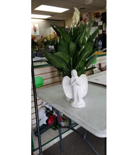 Angel Planter peace lily. An arrangement by Flowers by Dena.