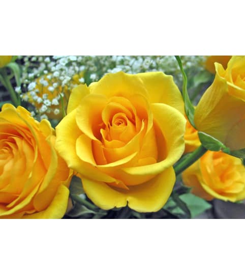 DELUXE YELLOW ROSES (2 DOZEN & 3 DOZEN)