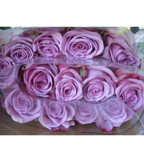 DELUXE LAVENDER ROSES (2 DOZEN & 3 DOZEN)