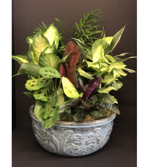 Designer Dish Garden XL and XXL. An arrangement by Petals and Co..