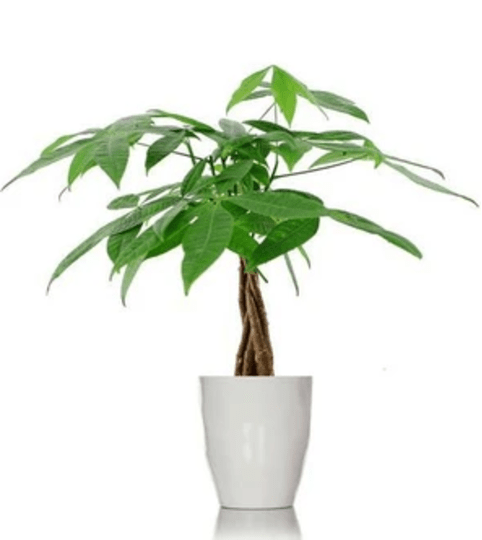 Money Tree 6 inch. An arrangement by Fine's Flowers.
