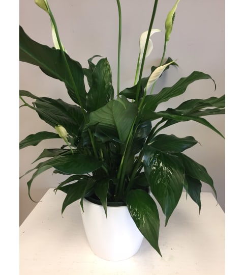 Peace Lily Blooms