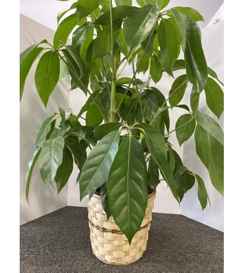 Umbrella Plant Schefflera. An arrangement by Petals and Co..