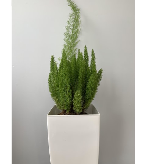 Foxtail Fern in a White Pot