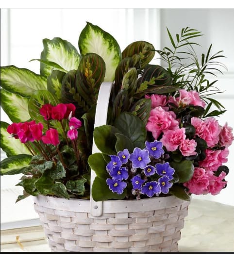 Peace Serenity Dishgarden. An arrangement by Geni's Florist and Gifts.