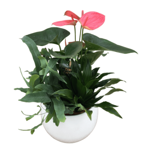 Round Anthurium Planter