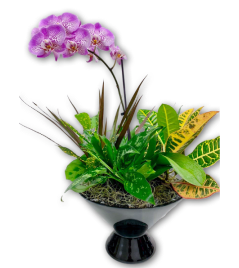 Precious Purple & White Orchid in Glass Dish Garden