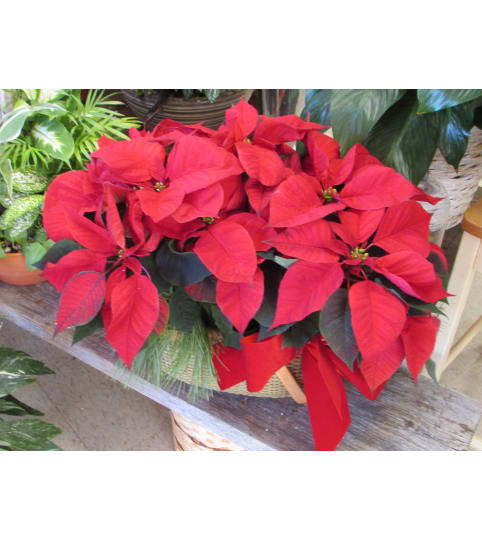 Double Christmas Poinsettia Basket