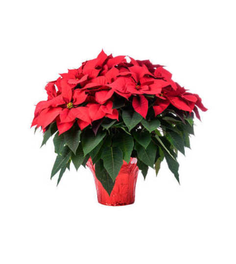 Classic 10in Red Poinsettia