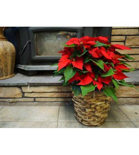 BRIGHT RED HOLIDAY POINSETTIA