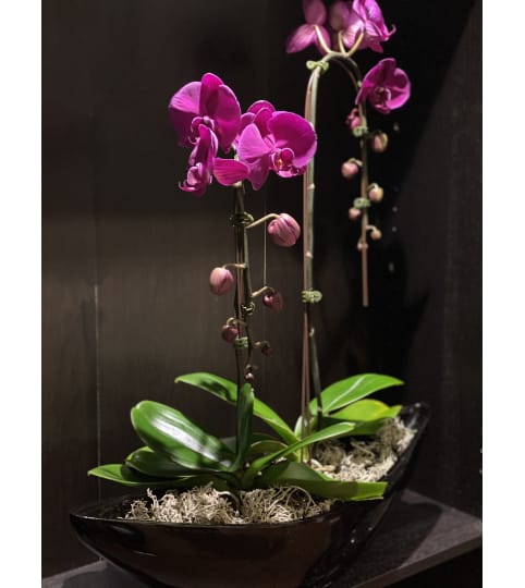 Orchid plant lovers