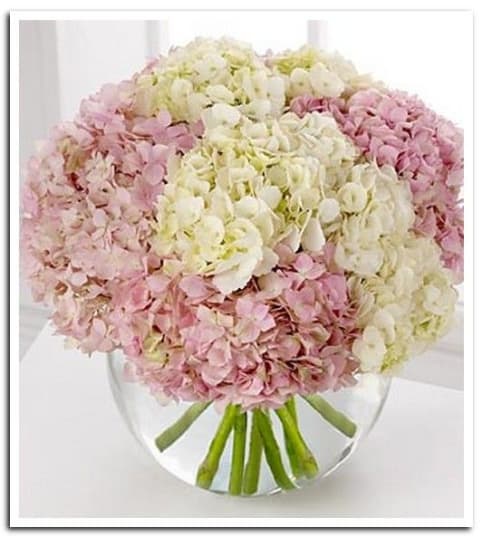 Pink Touch Hydrangea Luxe