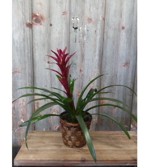 FM - Bromeliad Plant