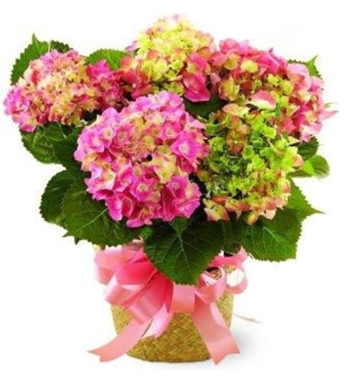 Thoughts of Spring Hydrangea Plant