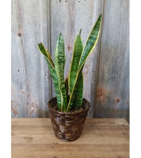 FM - Sansevieria Plant