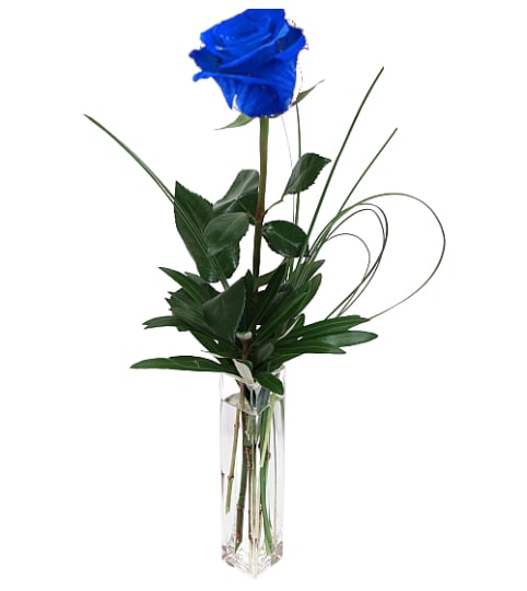 SINGLE OR THREE BLUE ROSES