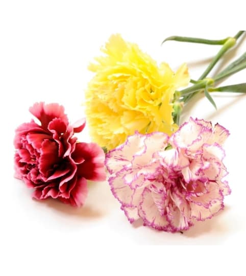 Classic Carnations