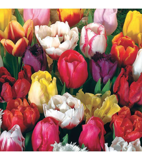 20 TULIPS IN A VASE - 2 colours