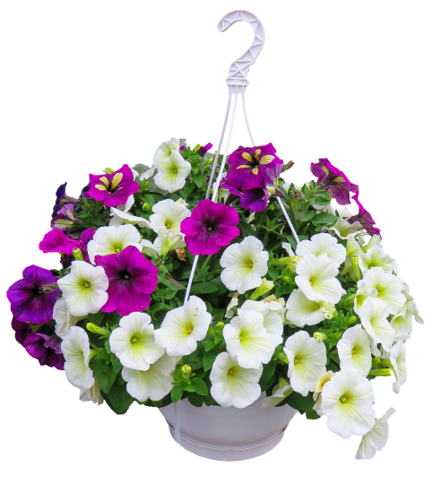 Designer Choice Spring Hanging Basket-V