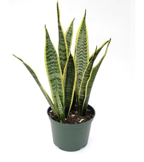 snake plant with no pot