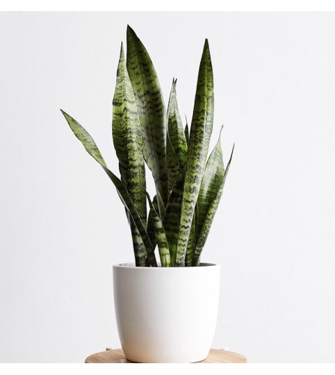 snake plant with pot. An arrangement by Win's Flowers.