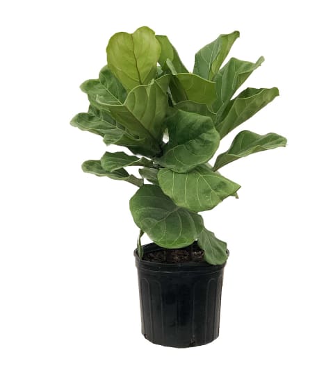 fiddle leaf fig bush with no pot. An arrangement by Win's Flowers.