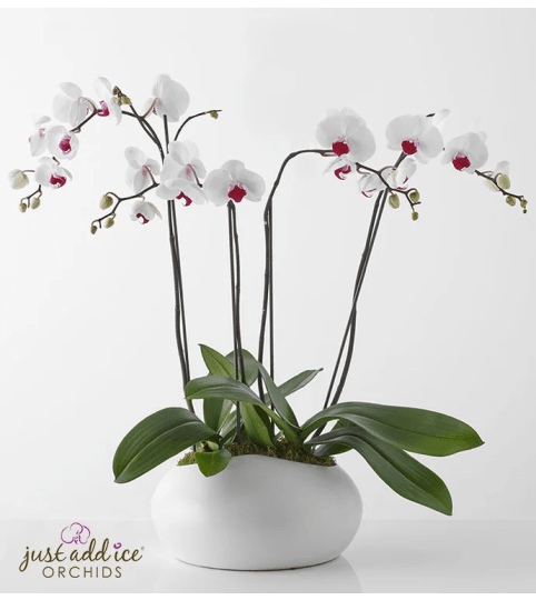 Elegancia Orchids in Ceramic