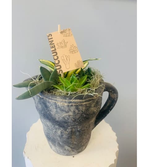 Stone Succulent Pitcher Planter